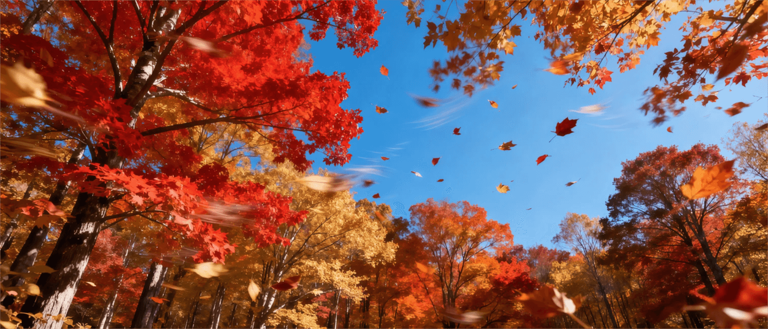 ¡Bienvenido, Otoño! Anima el Primer Día de la Caída en una Foto Viva